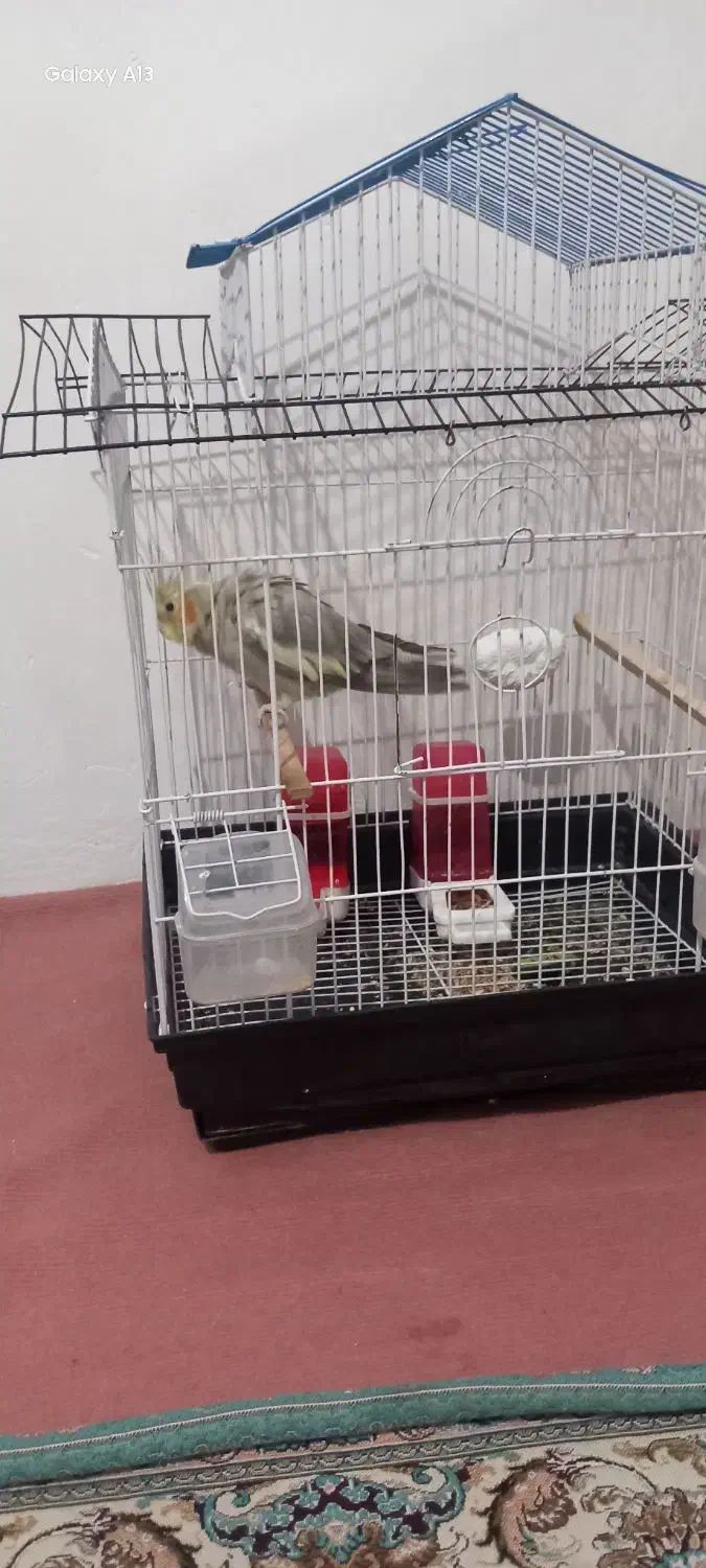 عروس هلندی|پرنده|صفادشت, |دیوار