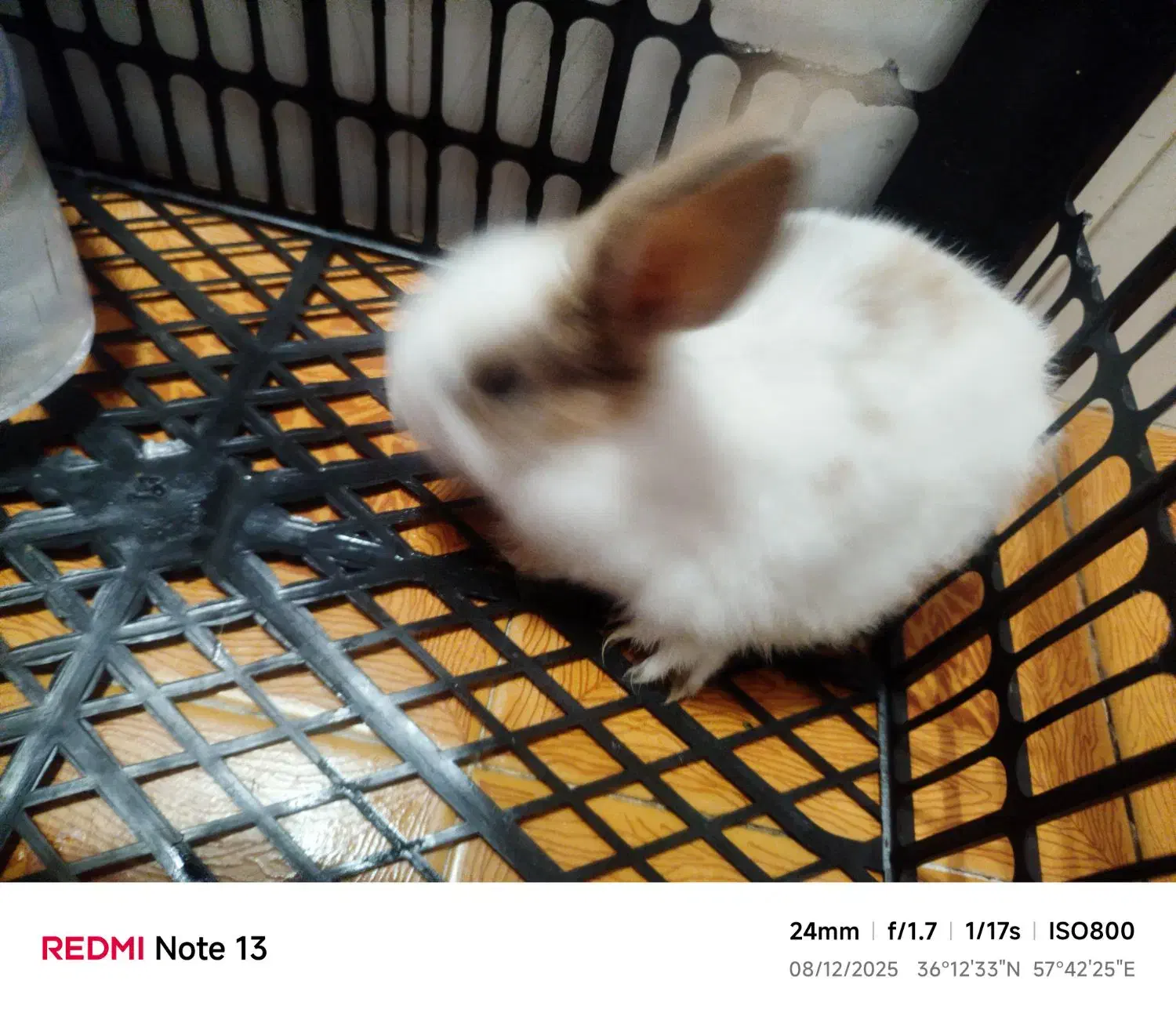 خرگوش زیبا باهوش|موش و خرگوش|سبزوار, شرق کال عیدگاه|دیوار