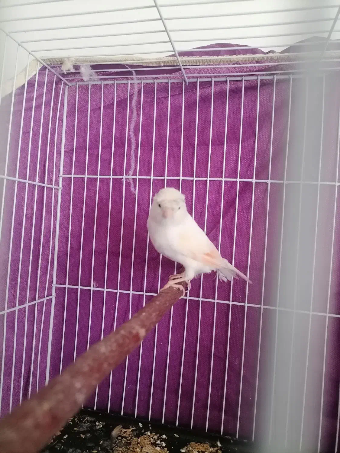 عروس هلندی قناری و قفس|پرنده|کرمان, |دیوار