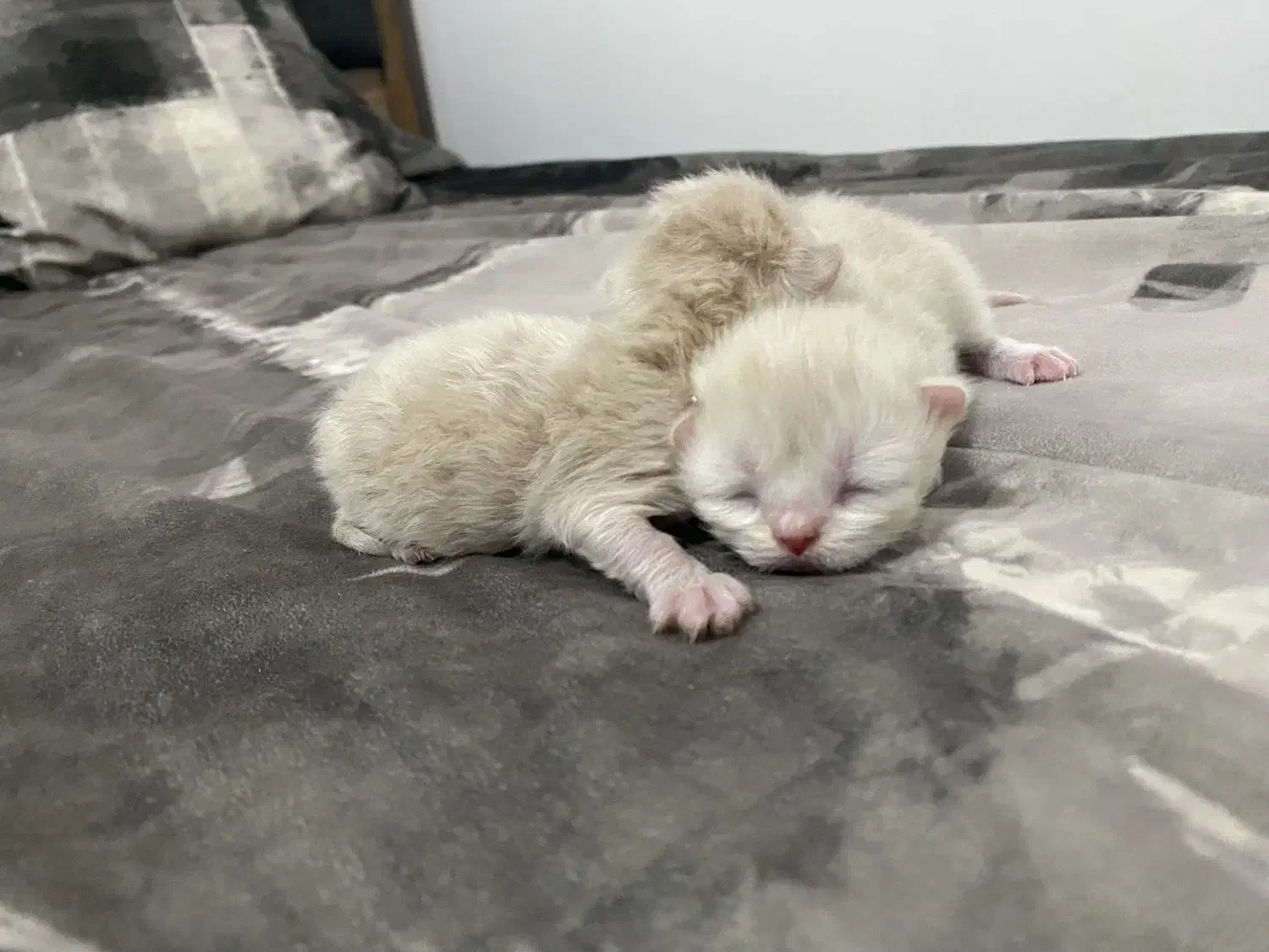 کیتن گربه|گربه|زنجان, |دیوار