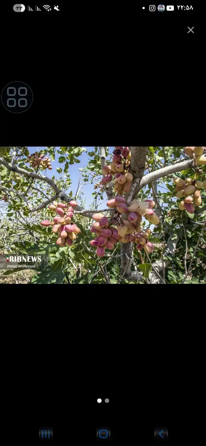 انواع باغ کشاورزی در روستای گلاباد موجود است|فروش خانه و ویلا|صوفیان, |دیوار