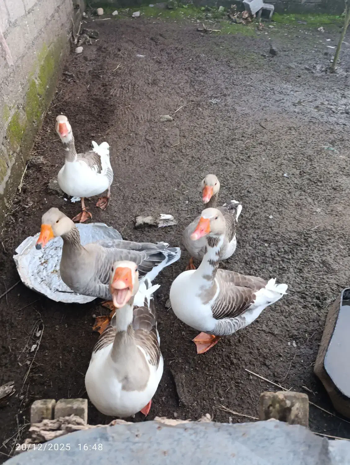 غاز محلی|حیوانات مزرعه|خشکبیجار, |دیوار