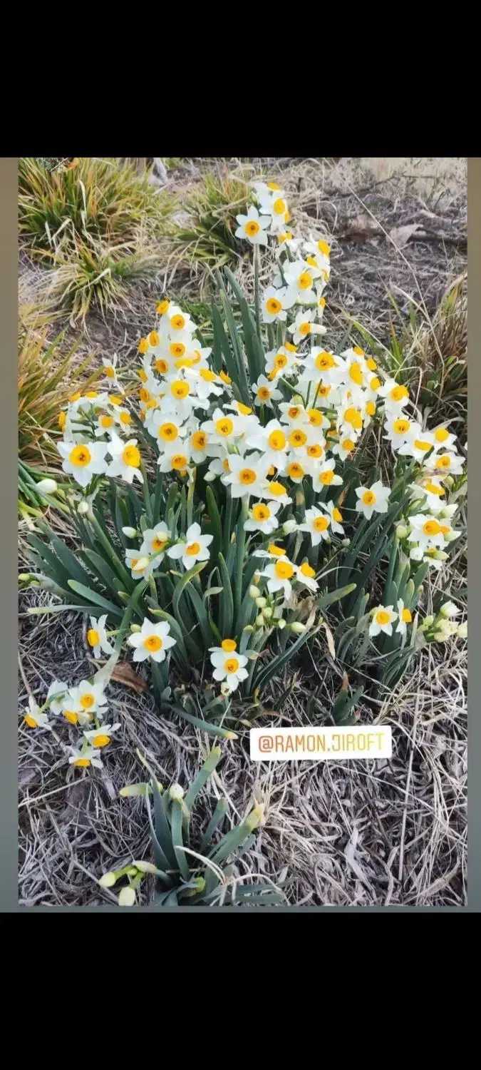 کود پتاس|خدمات باغبانی و درختکاری|جیرفت, |دیوار