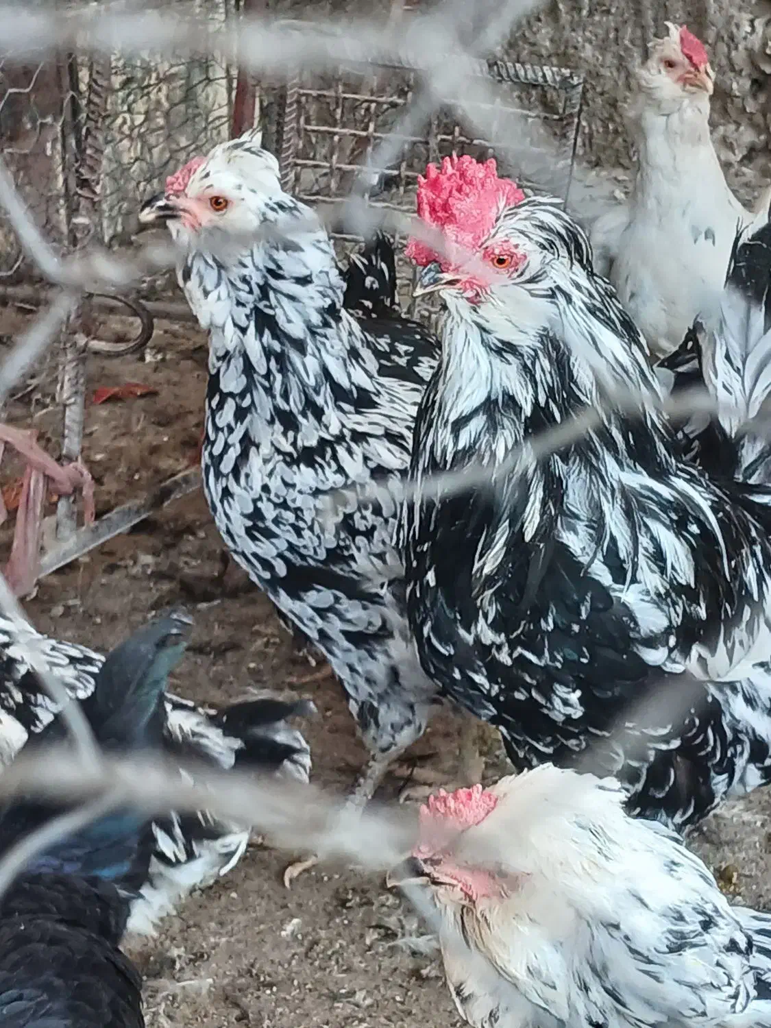 مرغ خروس گلین|حیوانات مزرعه|کازرون, |دیوار