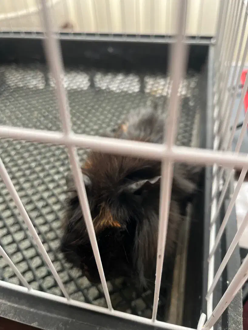 خوکچه هندی|موش و خرگوش|اصفهان, ارغوانیه|دیوار