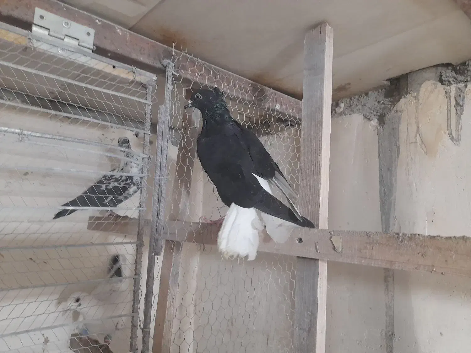 کبوتر دم سفید|حیوانات|تاکستان, |دیوار