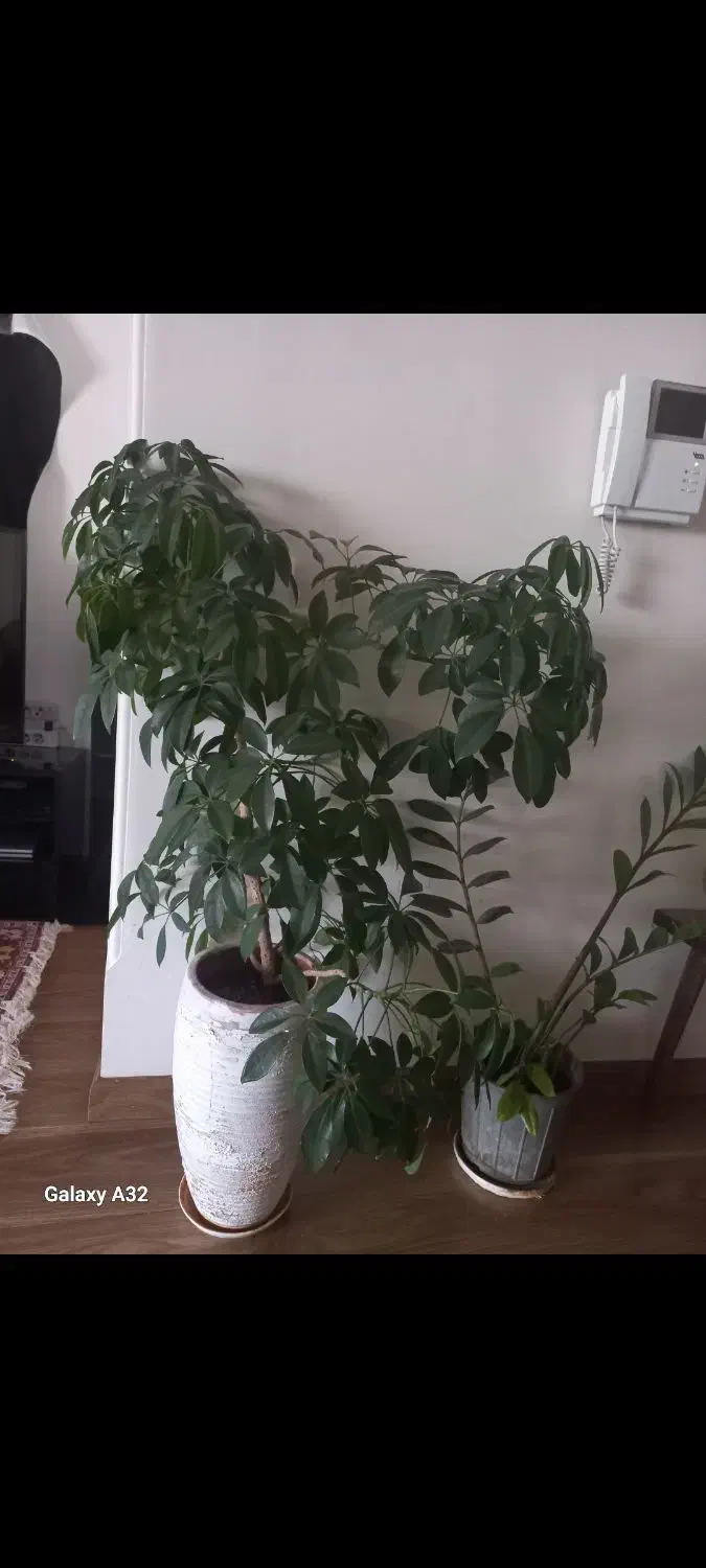 آگلونما شفلرا وزاموفیلیا|گل و گیاه طبیعی|کرمانشاه, |دیوار