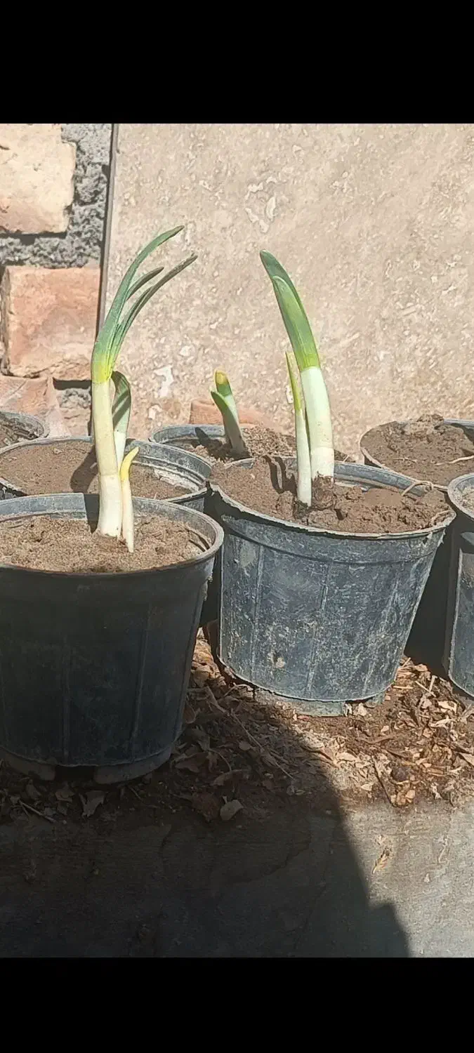 گلدان گل نرگس|گل و گیاه طبیعی|نطنز, |دیوار