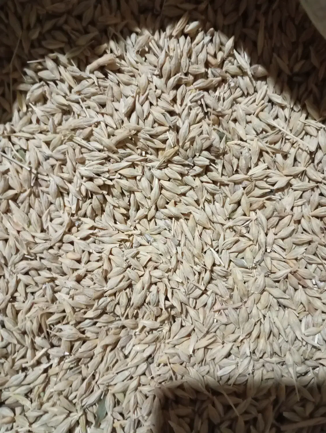 جو درجه یک|حیوانات مزرعه|محمدیه-قزوین, |دیوار