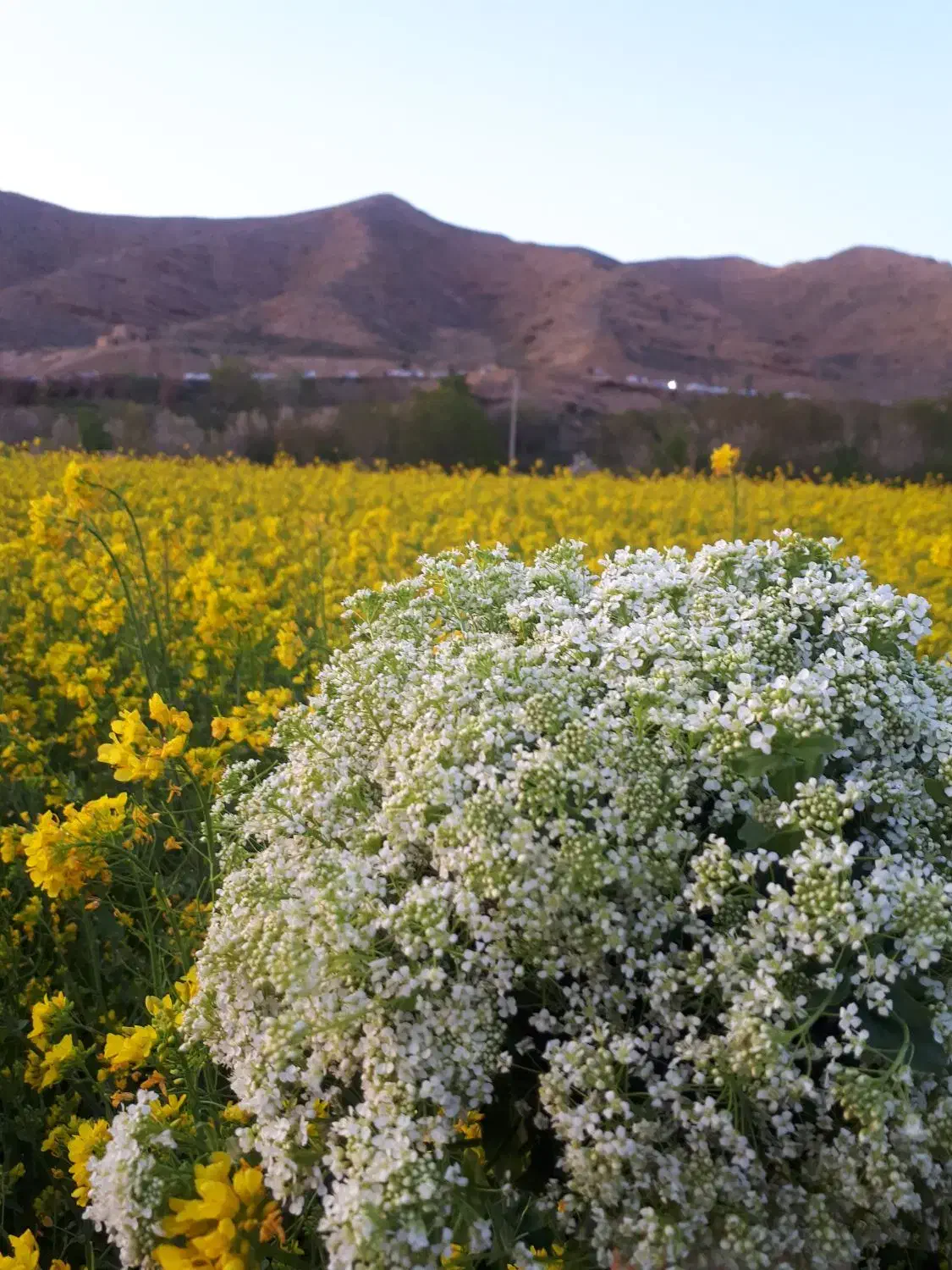 یونجه مخصوص بره شیری|لوازم جانبی حیوانات|اسفراین, |دیوار