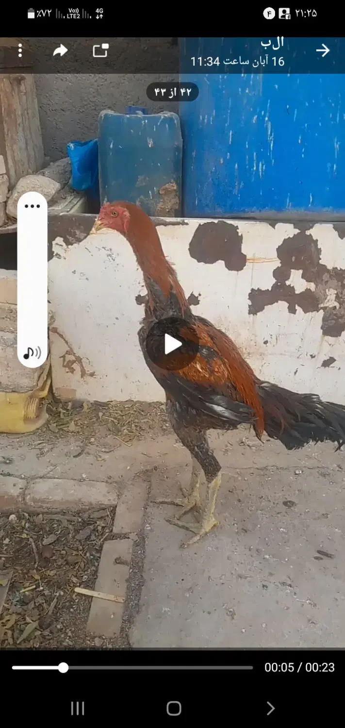 جوجه لاری خروس|حیوانات مزرعه|جوادآباد, |دیوار