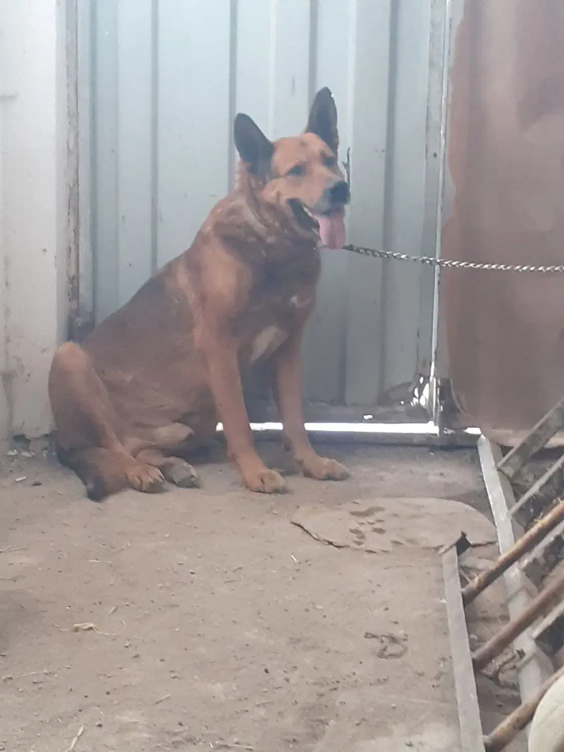 سگ ژرمن|سگ|اردبیل, |دیوار