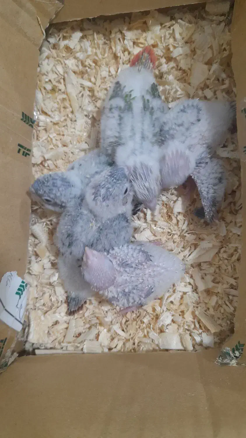 جوجه گرنجیک|پرنده|ماسال, |دیوار