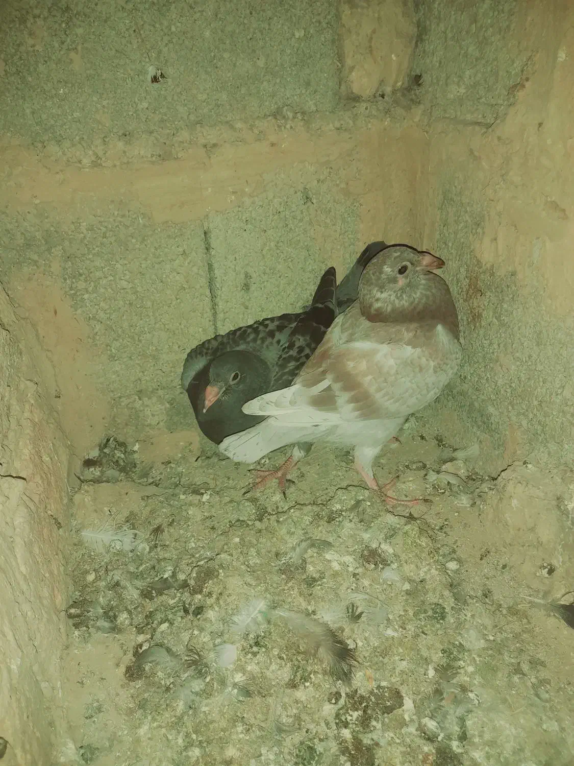 معاوضه یا فروشی|پرنده|فراغی, |دیوار