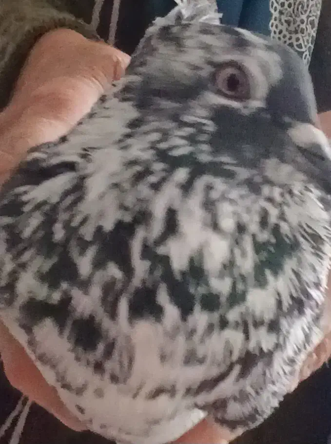 کفتر|پرنده|اصفهان, ارداجی|دیوار