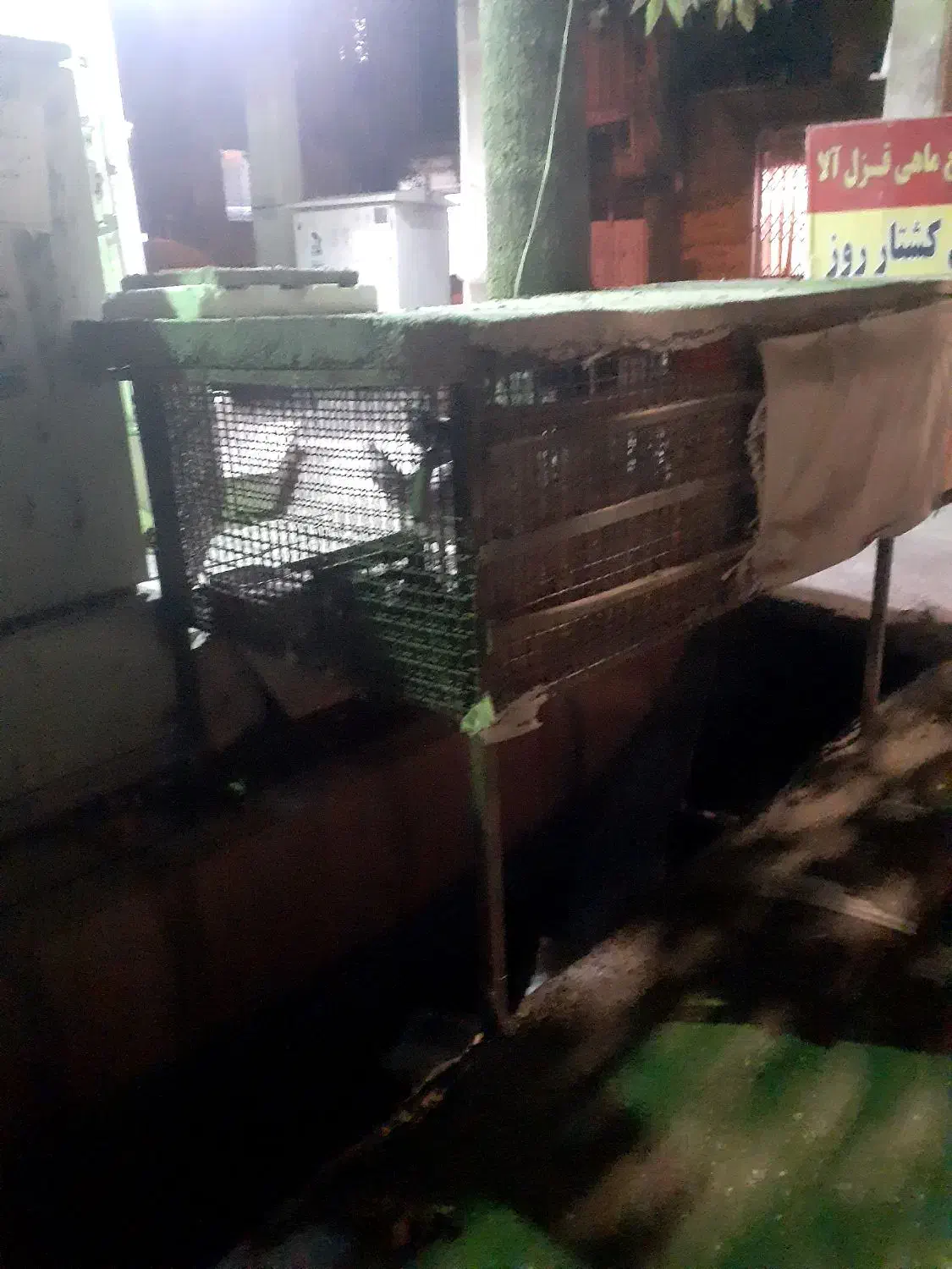 قفس پرنده|لوازم جانبی حیوانات|ایلام, |دیوار