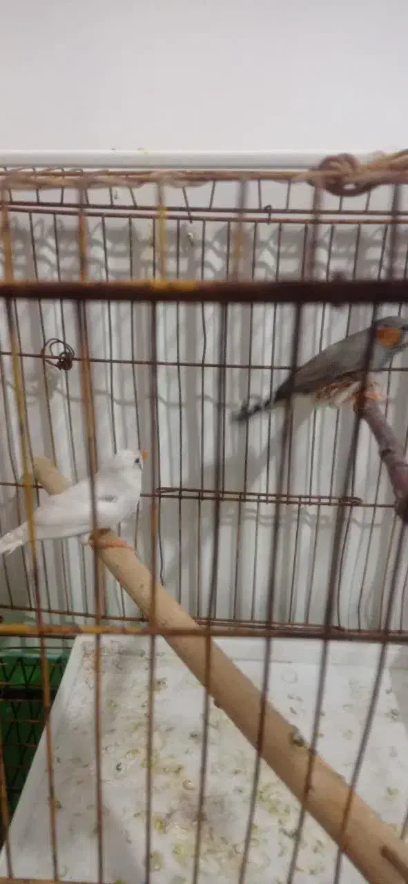 فروش جفت فنچ|پرنده|شیراز, درکی|دیوار