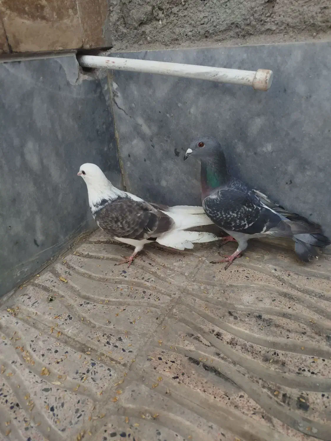 پشتدار  پرشی|پرنده|اردبیل, |دیوار