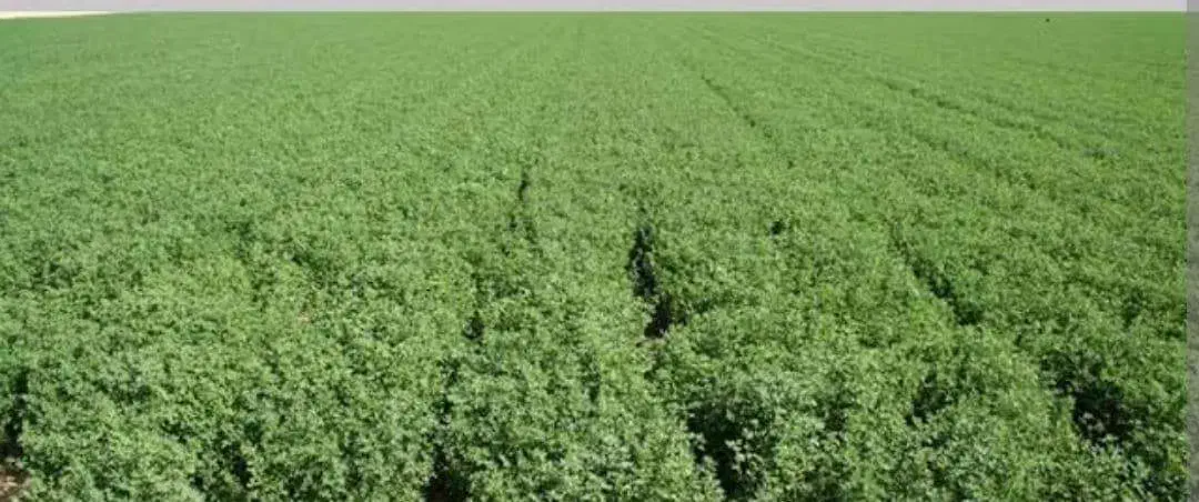 فروش یونجه انباری|خدمات باغبانی و درختکاری|خرمدره, |دیوار