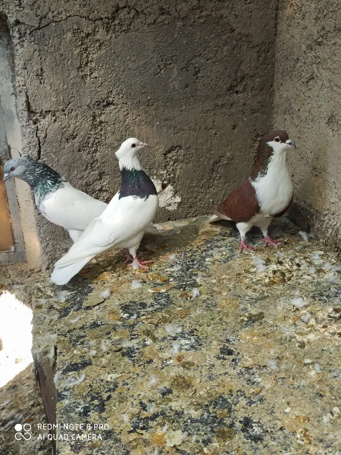 کبوتر|پرنده|شیراز, کوشک میدان|دیوار