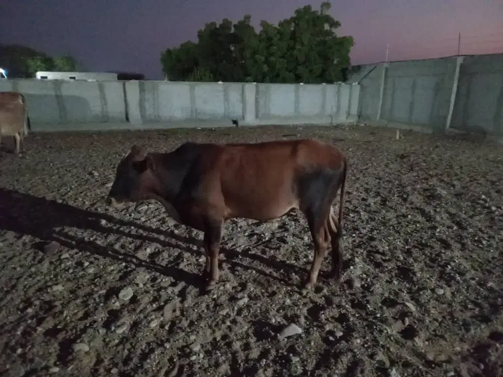 فروشی|حیوانات مزرعه|سیریک, |دیوار