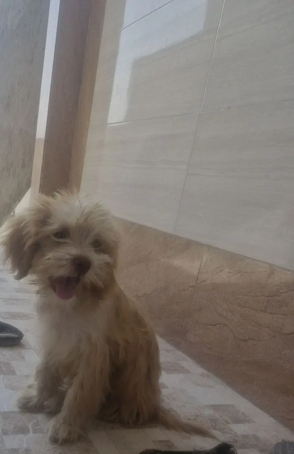 سگ شیتزو شناسنامه دار|سگ|سیرجان, |دیوار