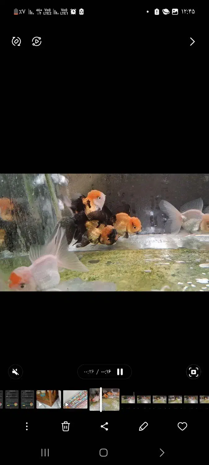 ماهی عروسکی|ماهی|تهران, نیروی هوایی (پیروزی)|دیوار