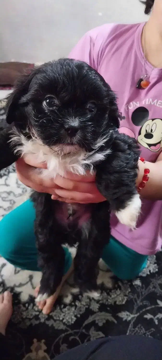 سگ نژادشیتزوسوپرفلت|سگ|شاهدشهر, |دیوار