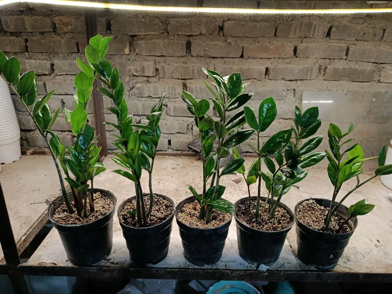 زاموفیلیا|گل و گیاه طبیعی|سلماس, |دیوار