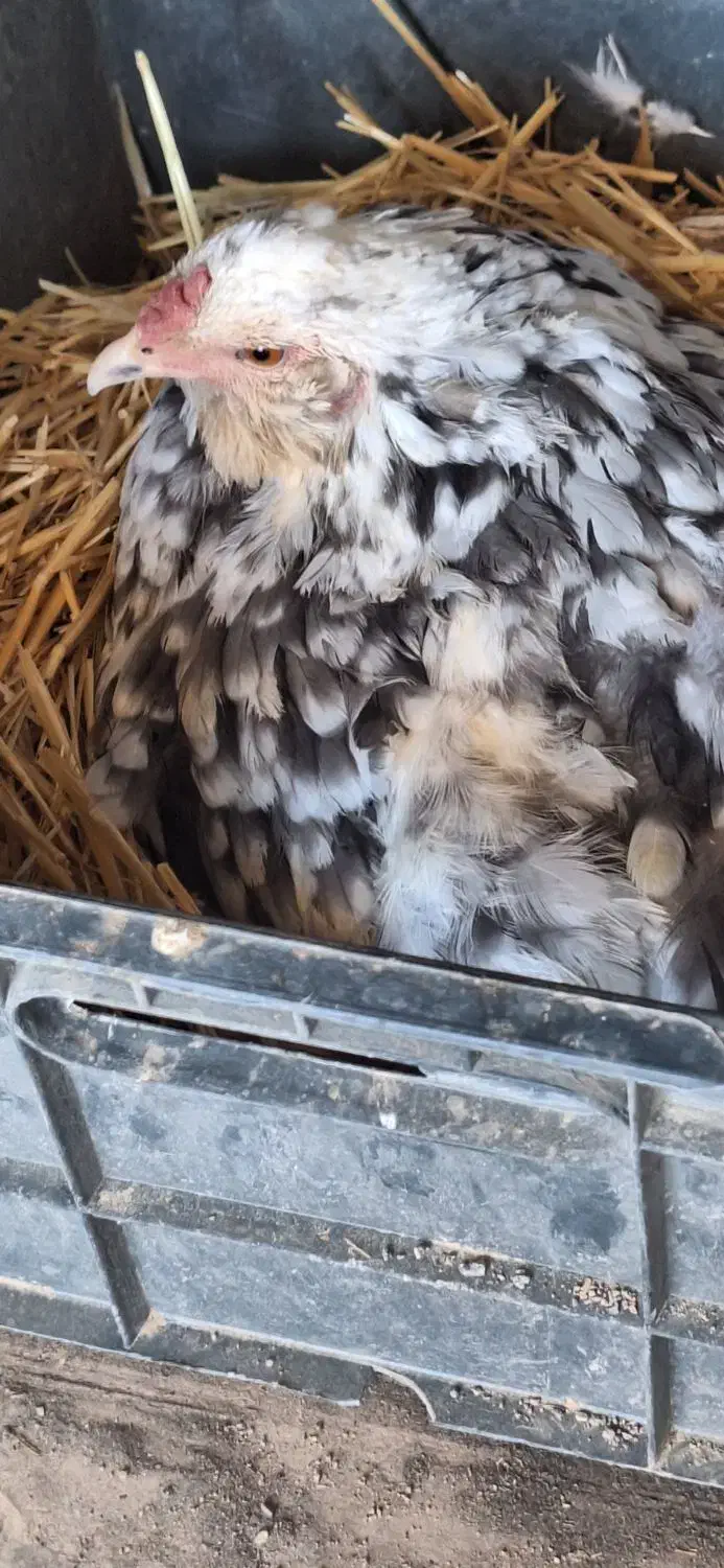 تخم نطفه دارگلین|حیوانات مزرعه|خمینی‌شهر, |دیوار