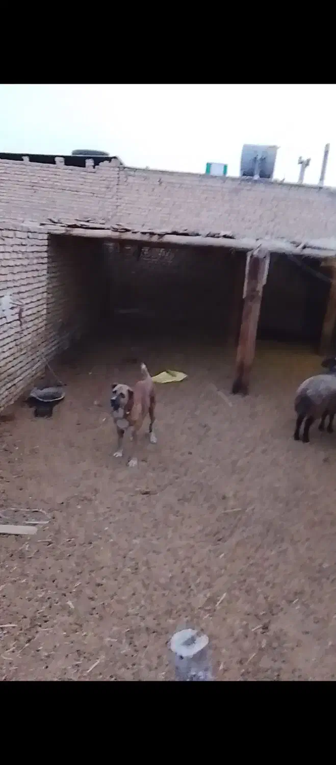 سگخراسانیگلهای|سگ|فولادشهر, C6|دیوار