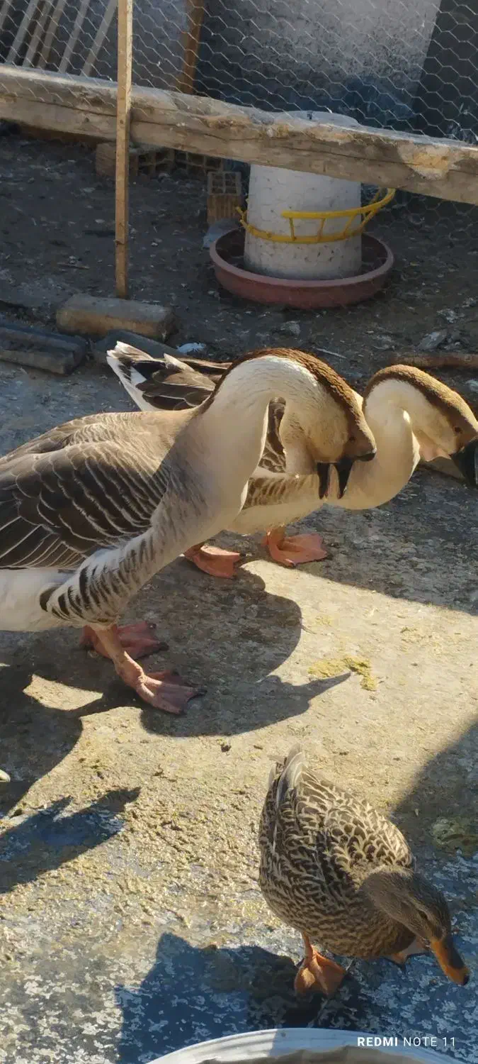 قوغاز،اوردک، مرغو خروس گلین|حیوانات مزرعه|کرج, اخگرآباد|دیوار