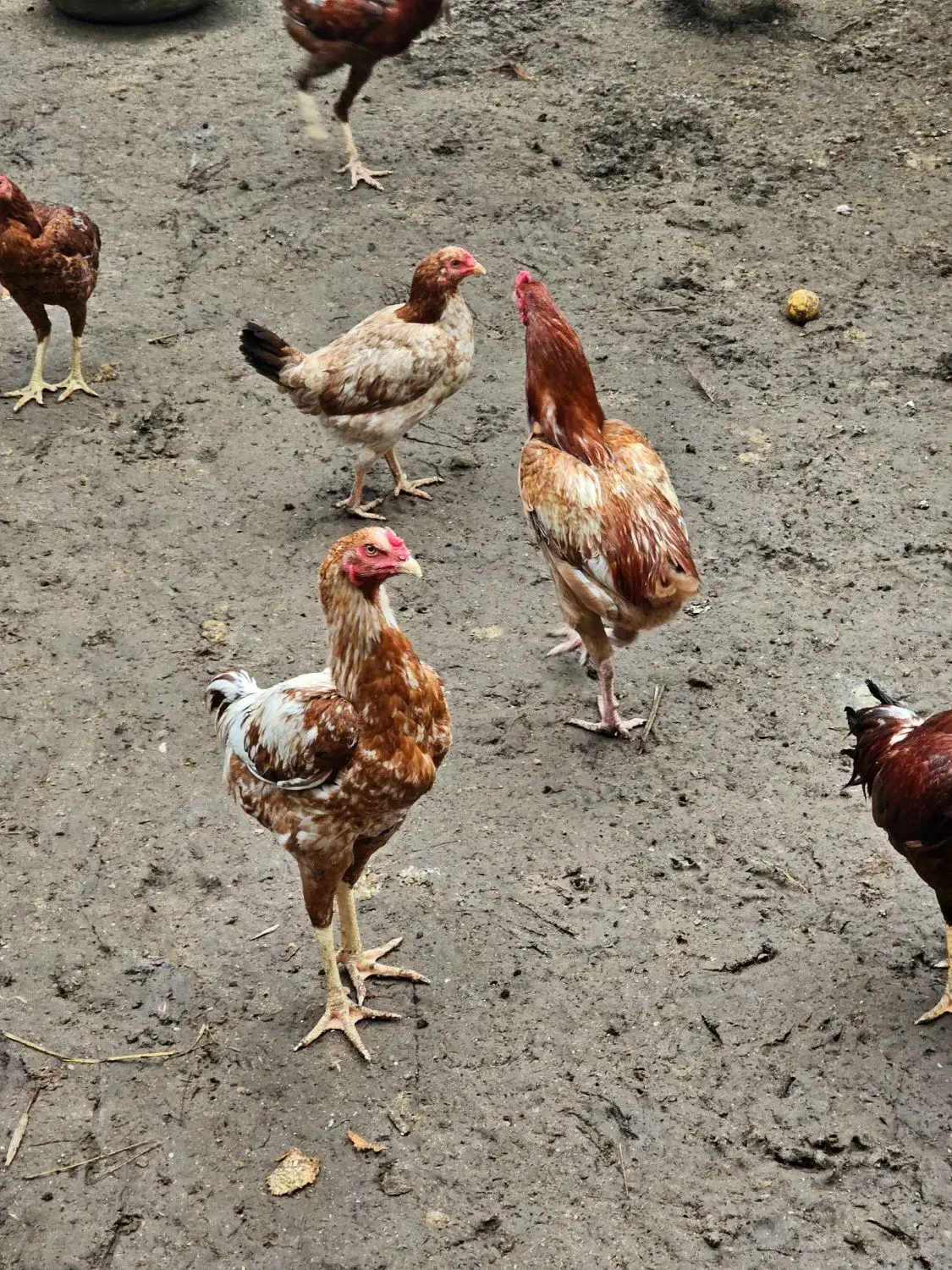 خروس دورگه لاری برای مولد جوجه کشی|حیوانات مزرعه|هادی شهر, |دیوار