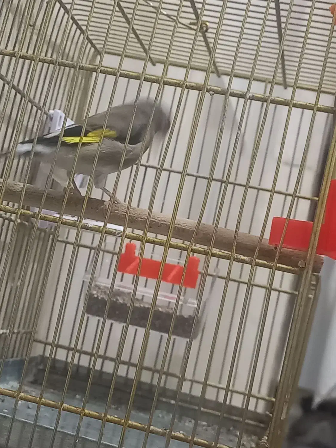 سهره نر جوجه سال تازه داره صاف میکنه|پرنده|فسا, |دیوار