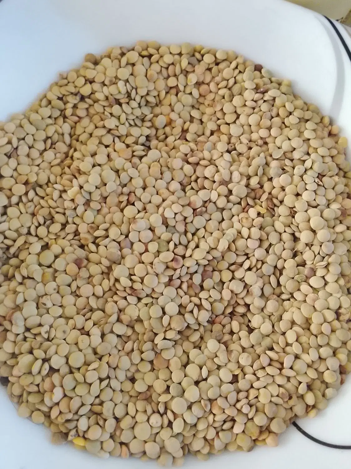 عدس|خوردنی و آشامیدنی|اردبیل, |دیوار