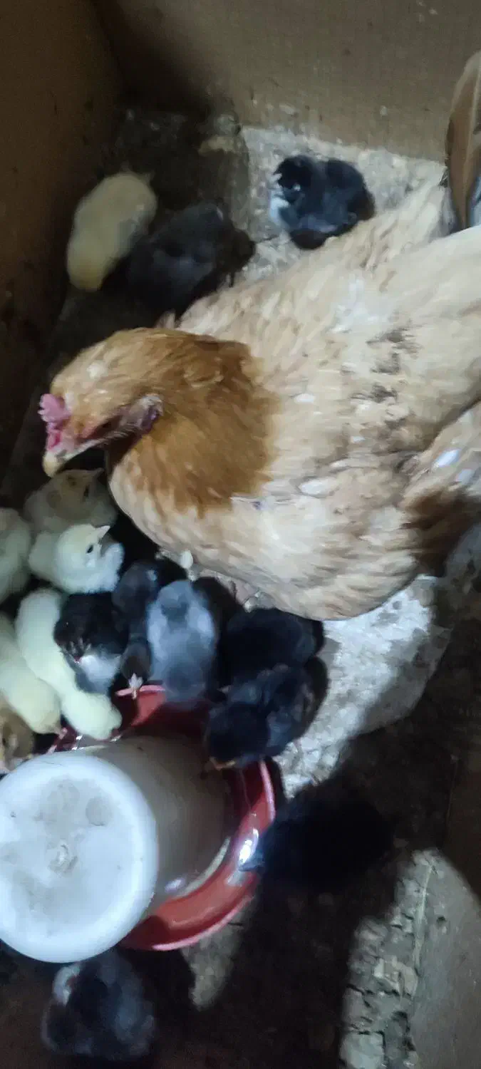 ۱۵عدد جوجه محلی بدون مادر|حیوانات مزرعه|زابل, |دیوار