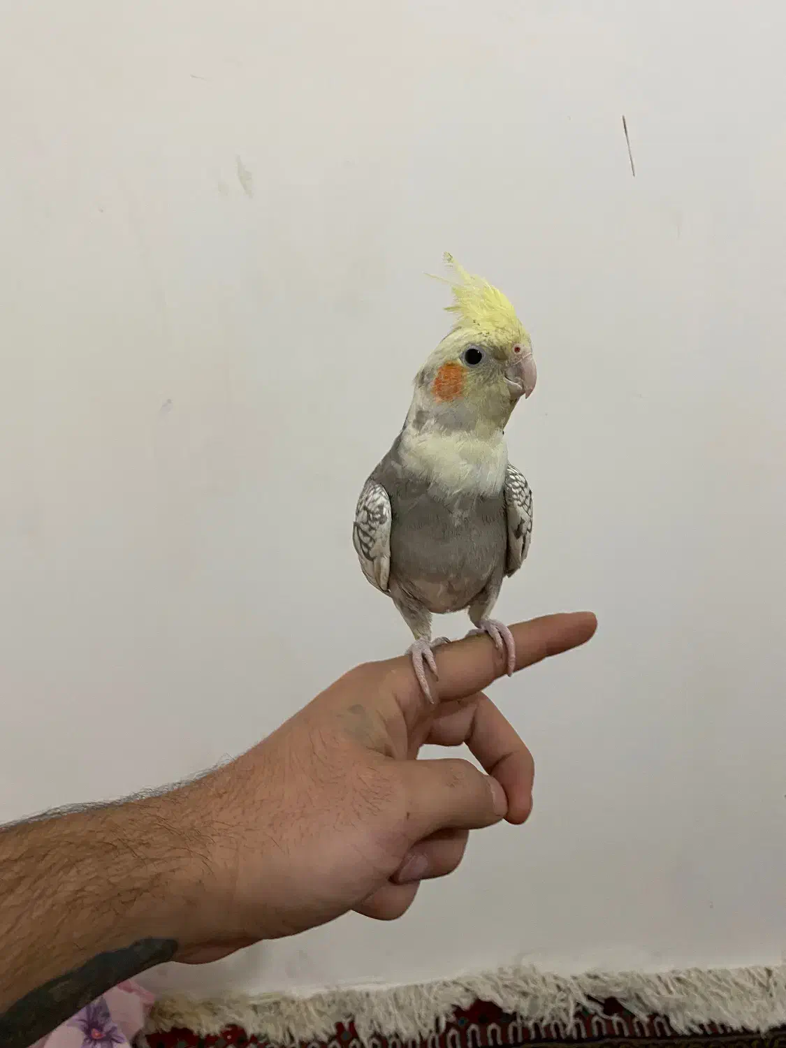 پرنده|پرنده|اصفهان, رزمندگان|دیوار