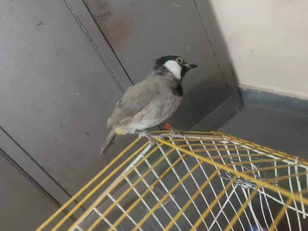 مرغ مینا|پرنده|اهواز, کوی شاهد|دیوار