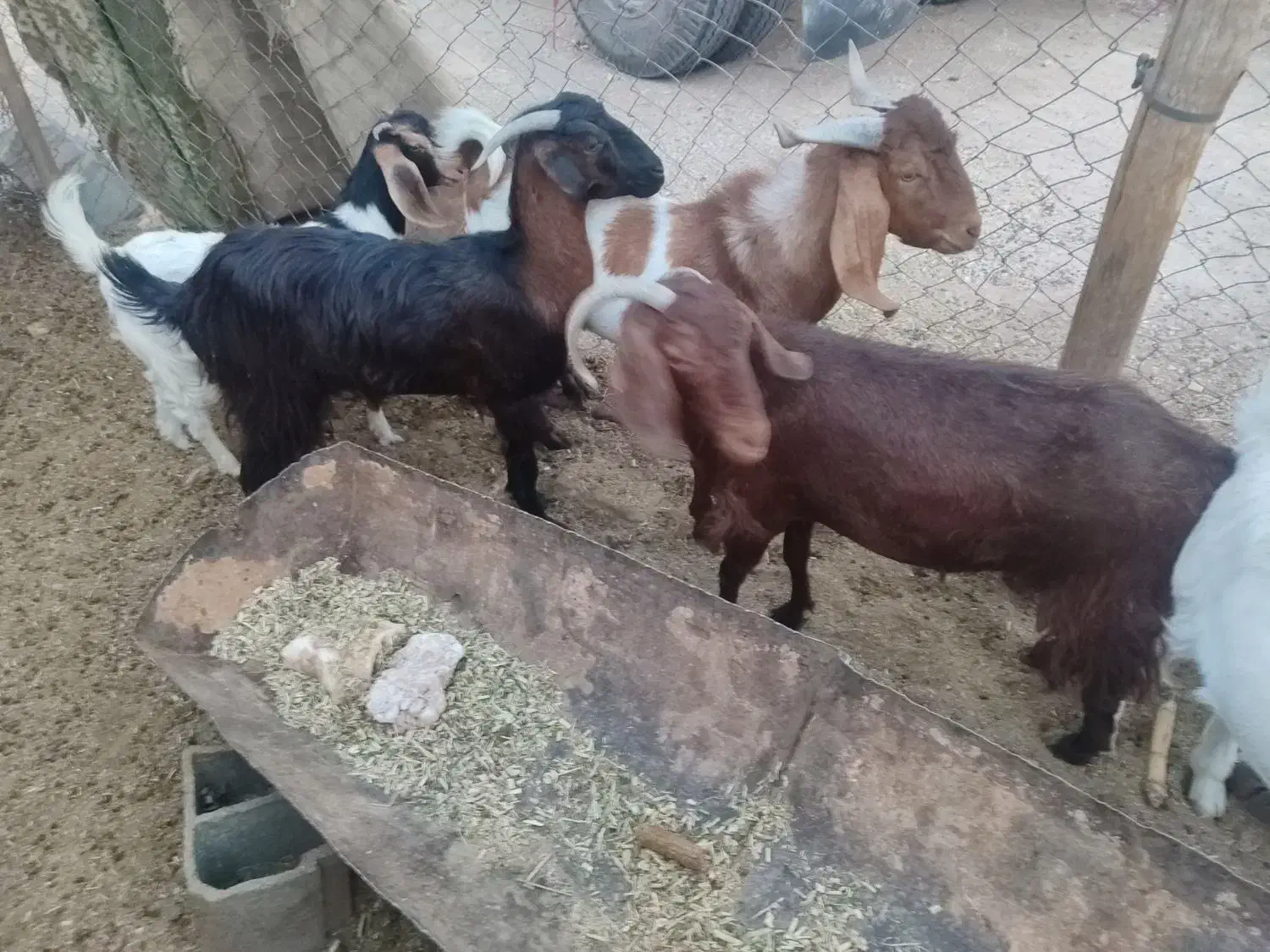 بز کهره دار دوقلو زا|حیوانات مزرعه|ششده و قره بلاغ, |دیوار