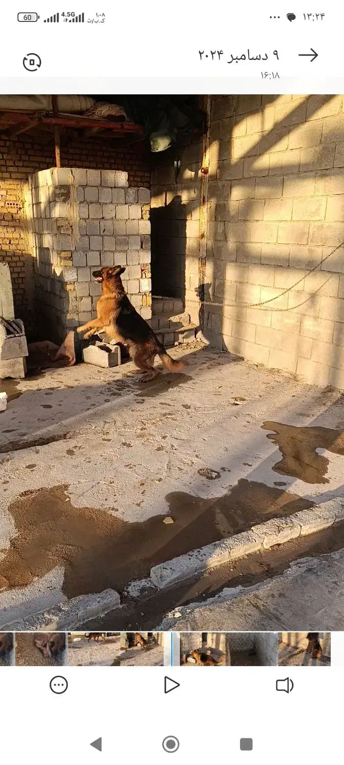 واگذاری سگ|سگ|بندر ماهشهر, |دیوار