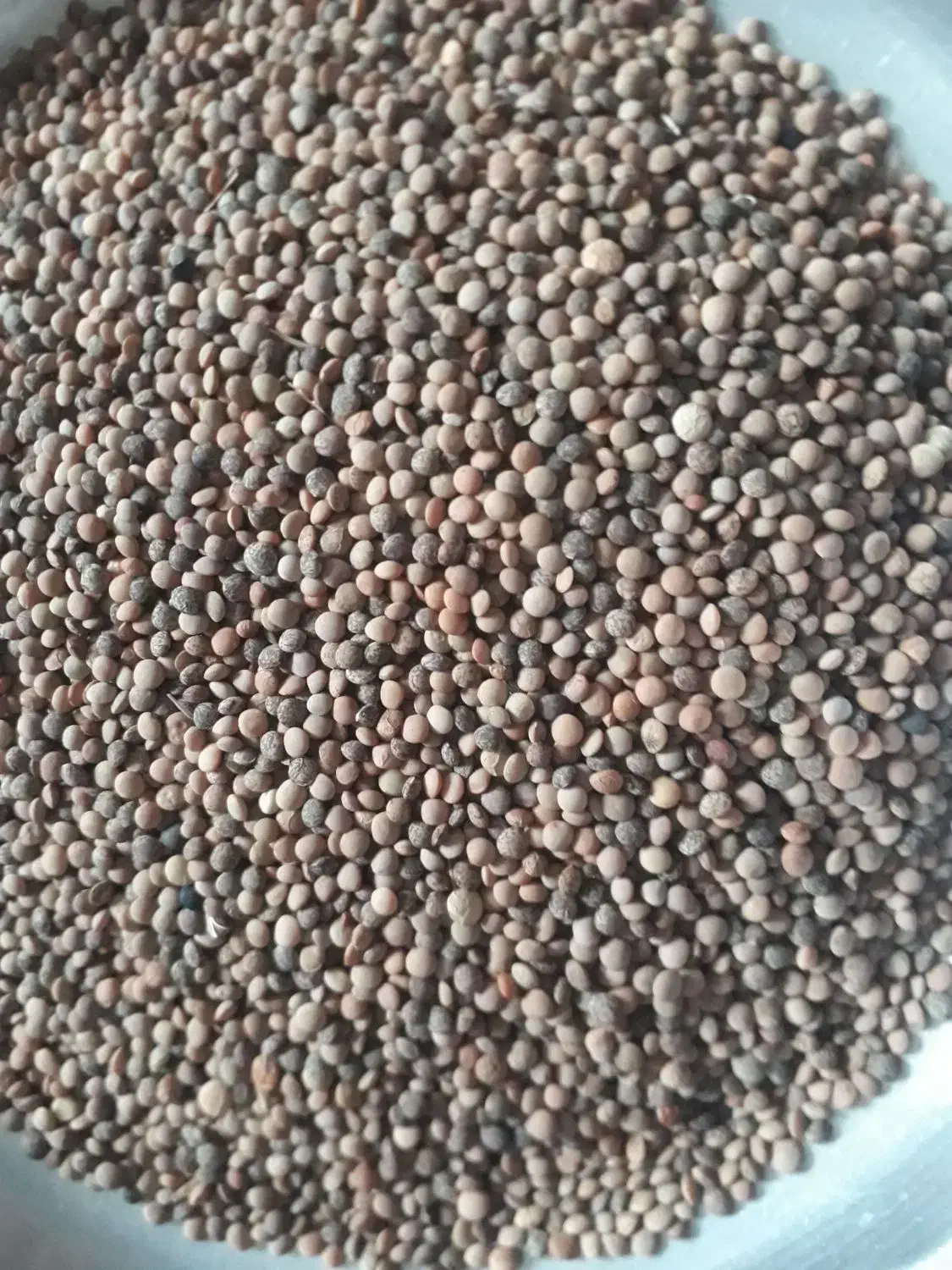 عدسی (نژی)|خوردنی و آشامیدنی|سرپل ذهاب, |دیوار