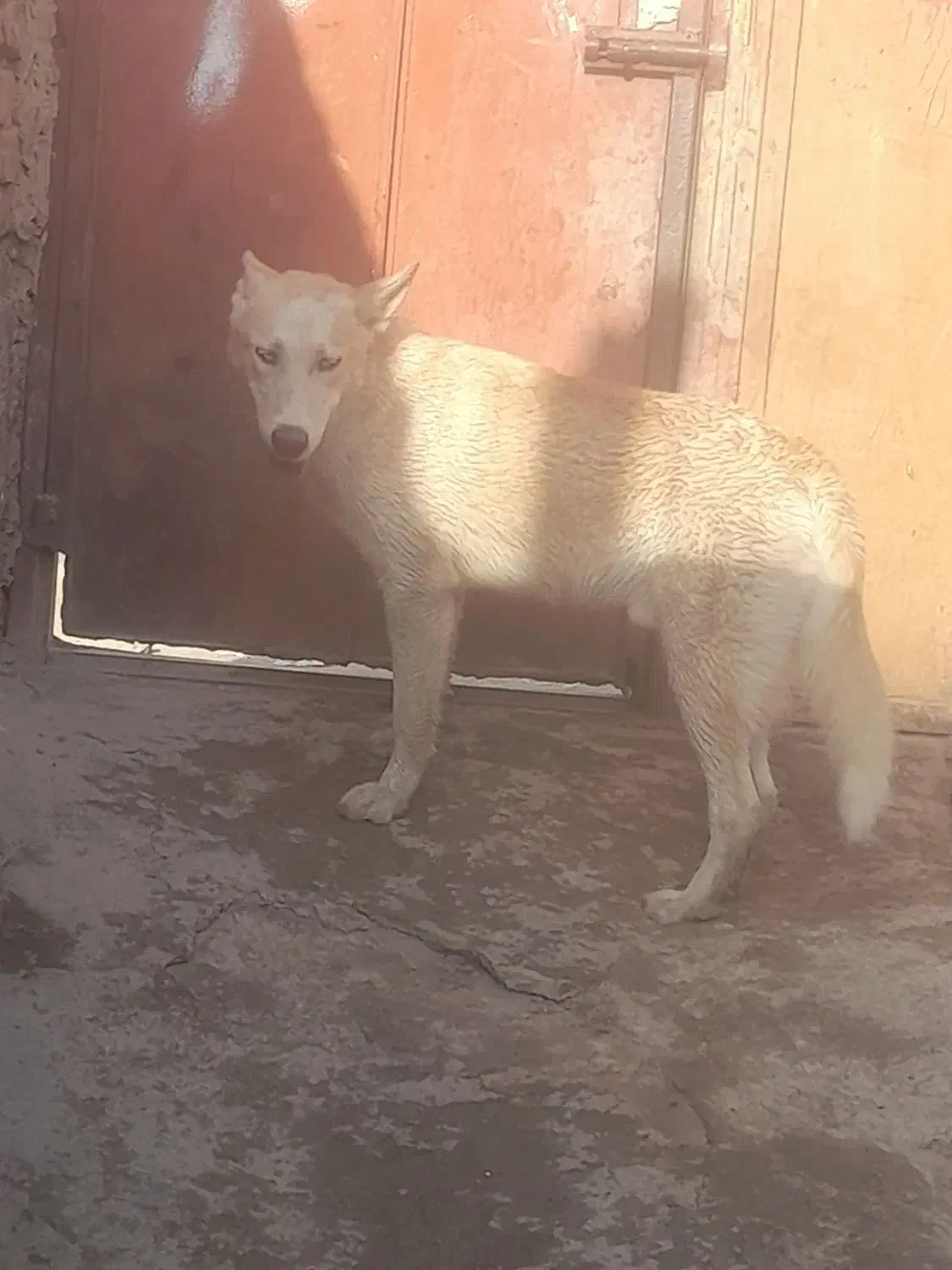 واگزاری|سگ|یزد, |دیوار