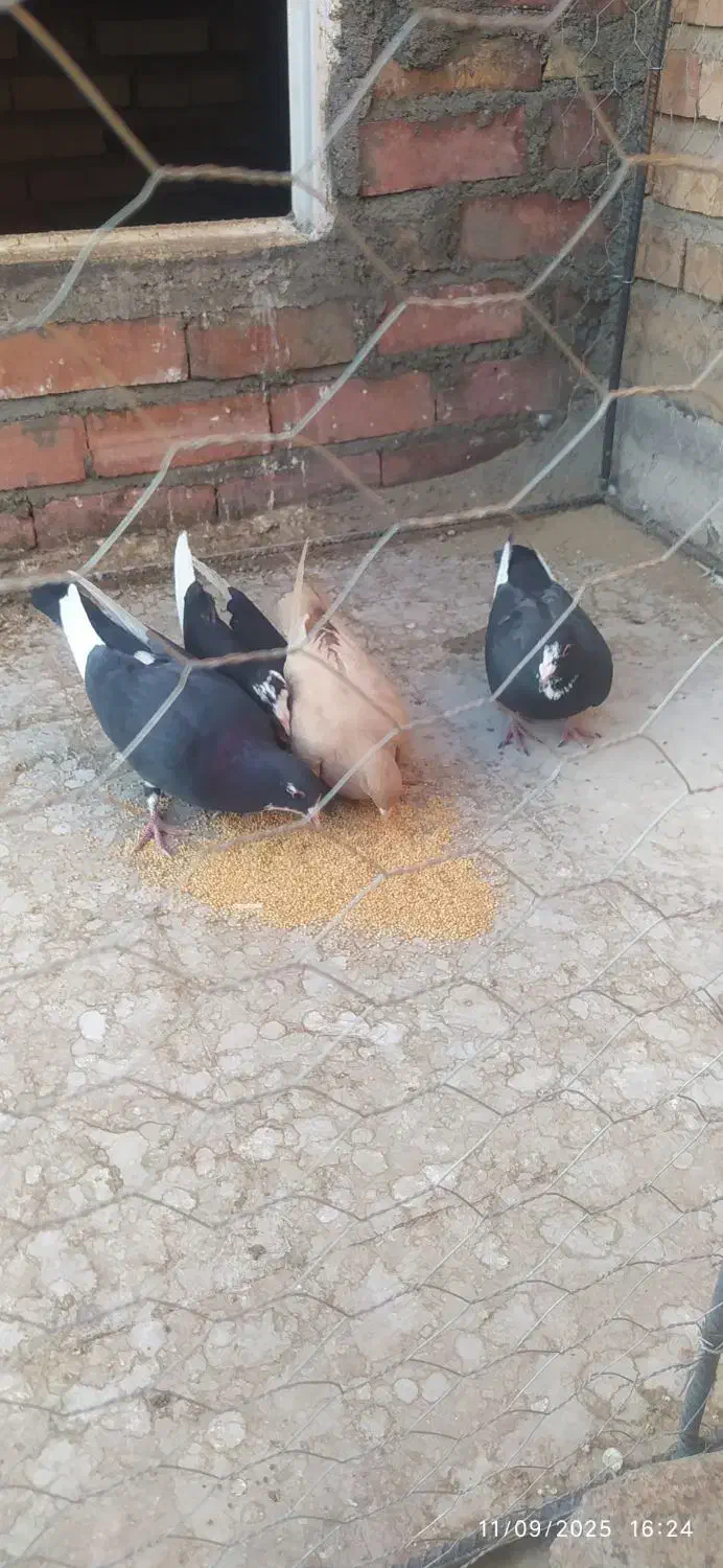 پلنگ|پرنده|زرند, |دیوار