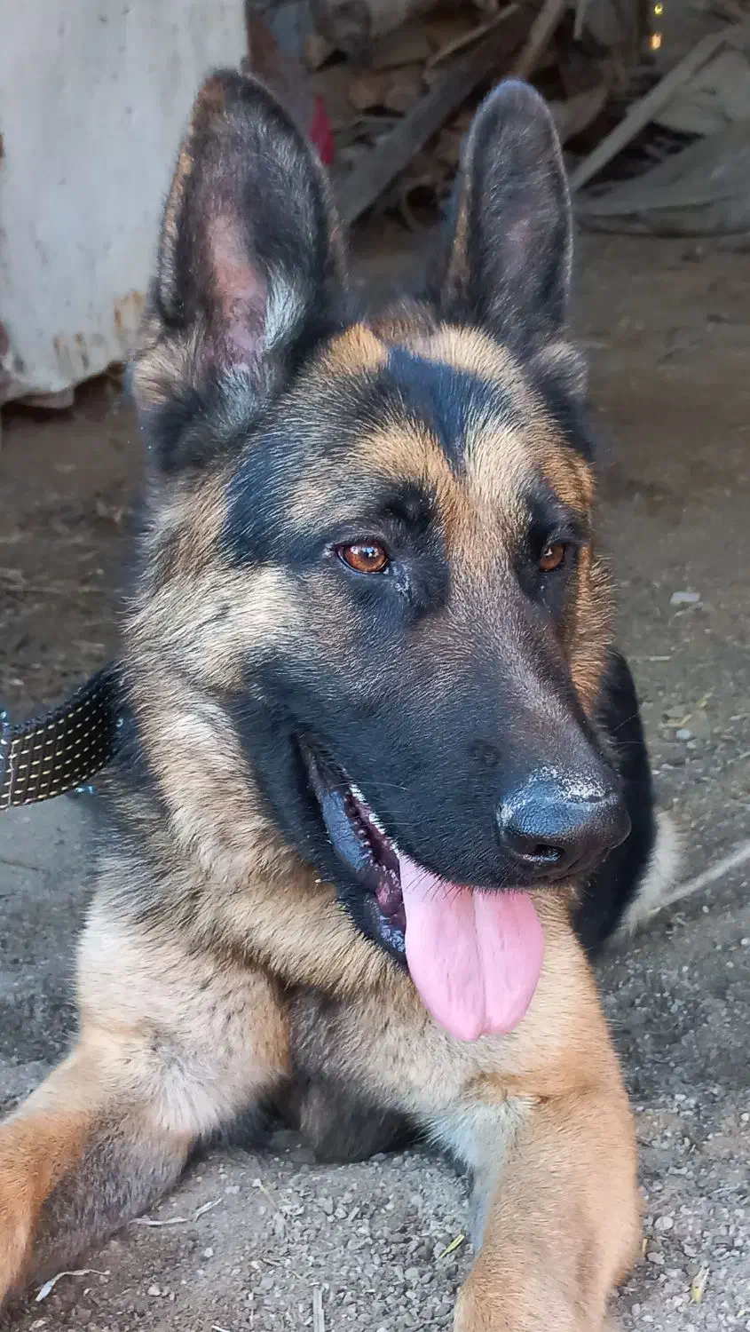 سگ گم شده|حیوانات|تاتار علیا, |دیوار