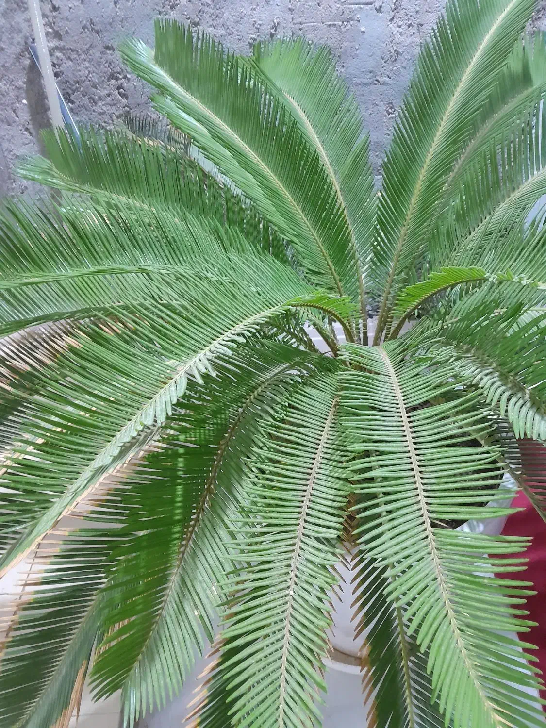 گل ودرخت طبیعی باقیمت مناسب|گل و گیاه طبیعی|قشم, |دیوار