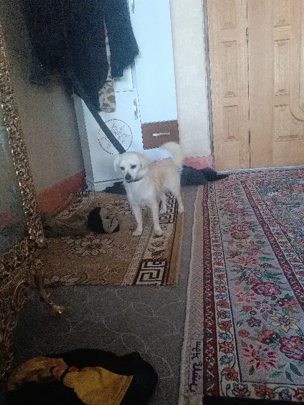 سگ پیدا شده|سگ|قم, علی آباد|دیوار