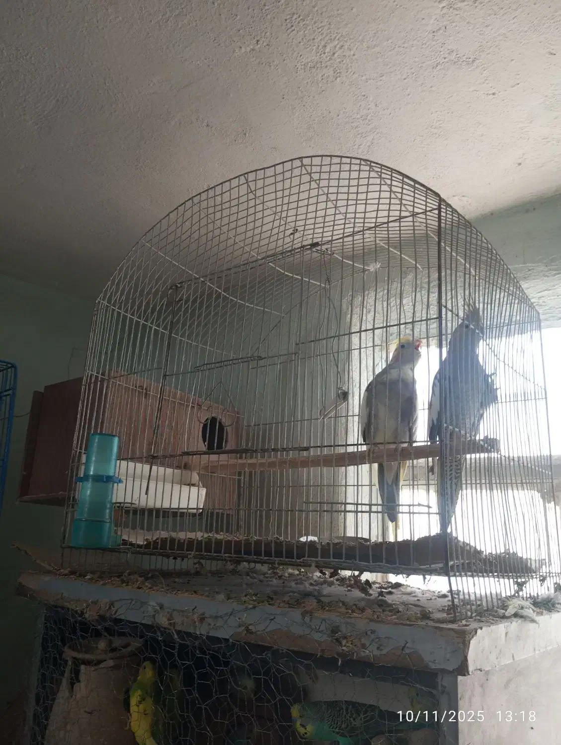 پرنده نیکشهر کوتوله و عروس هلندی|پرنده|نیک شهر, |دیوار