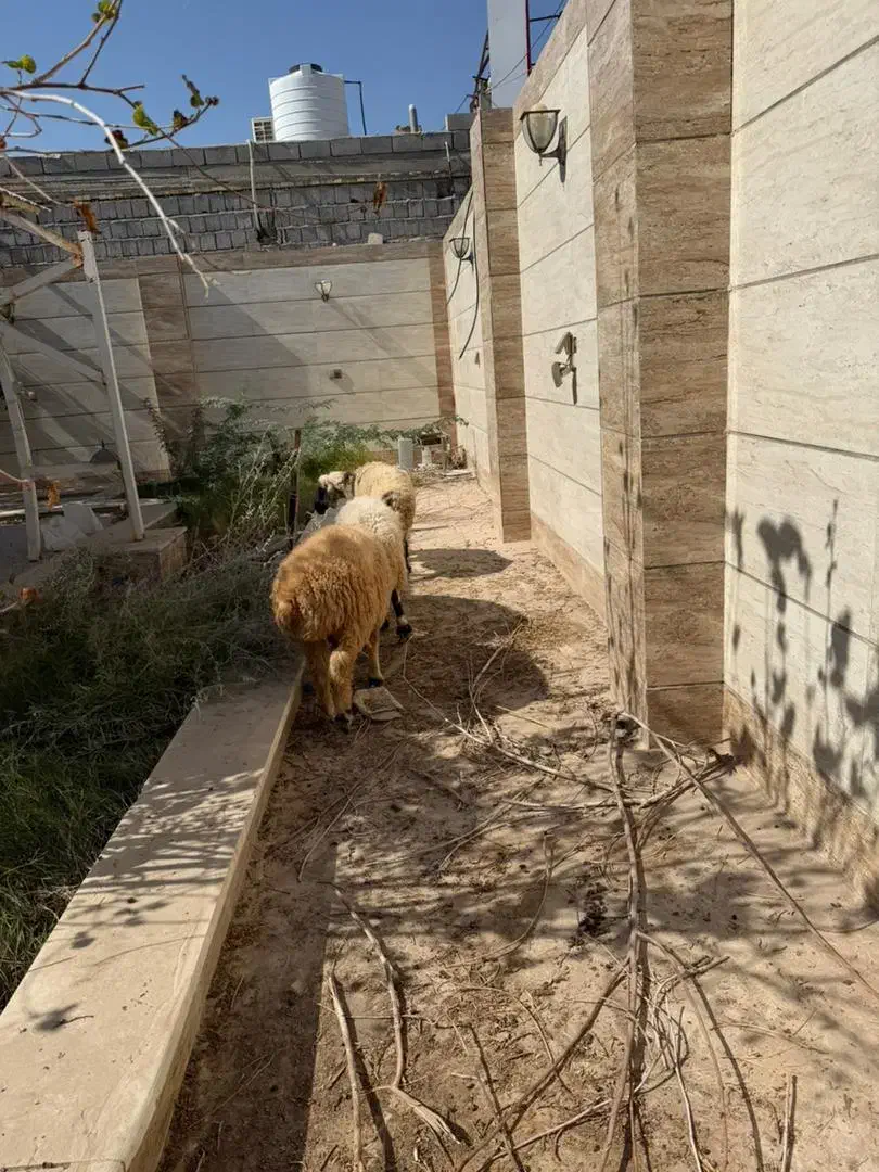 تعدادی بره و کهری|حیوانات مزرعه|بندرعباس, |دیوار
