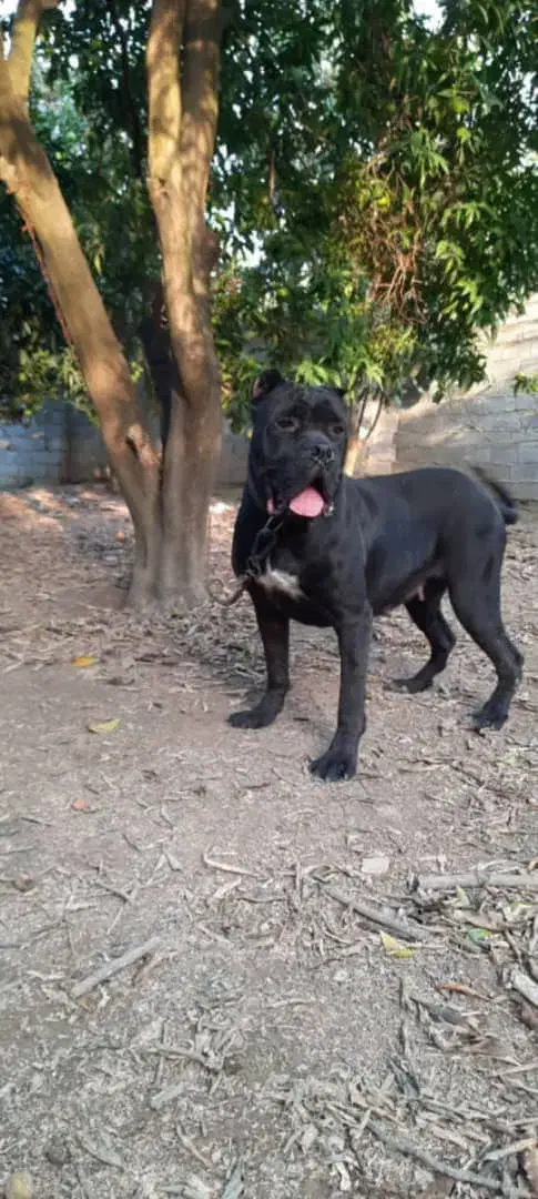 کن کورسو|سگ|تهران, قیطریه|دیوار