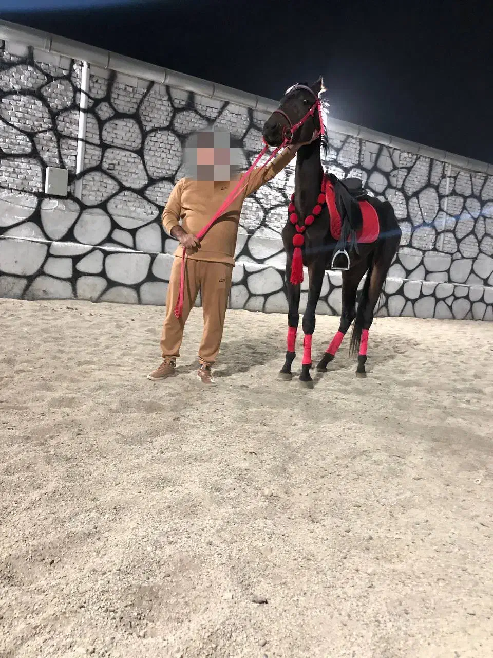 اسب ورزشی|اسب و تجهیزات اسب‌سواری|باقرشهر, |دیوار